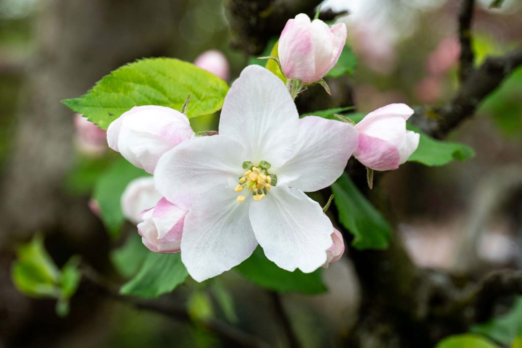Blütengehölze Obstgehölze
