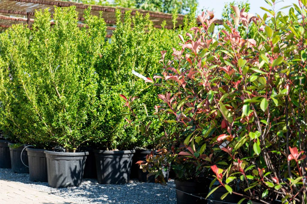 Raumgestalter Hecke Climber