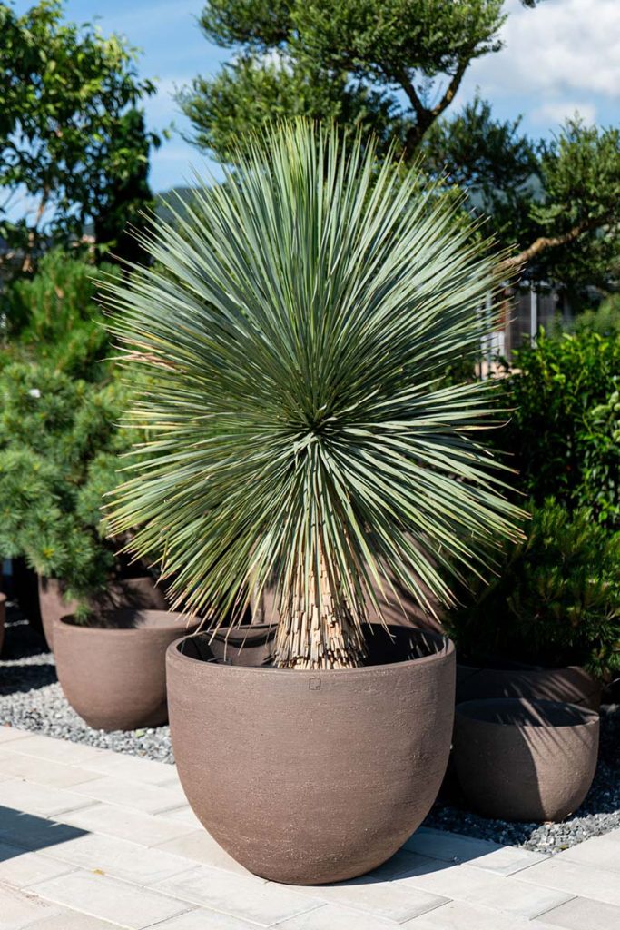 Solitäre und Formgehölze