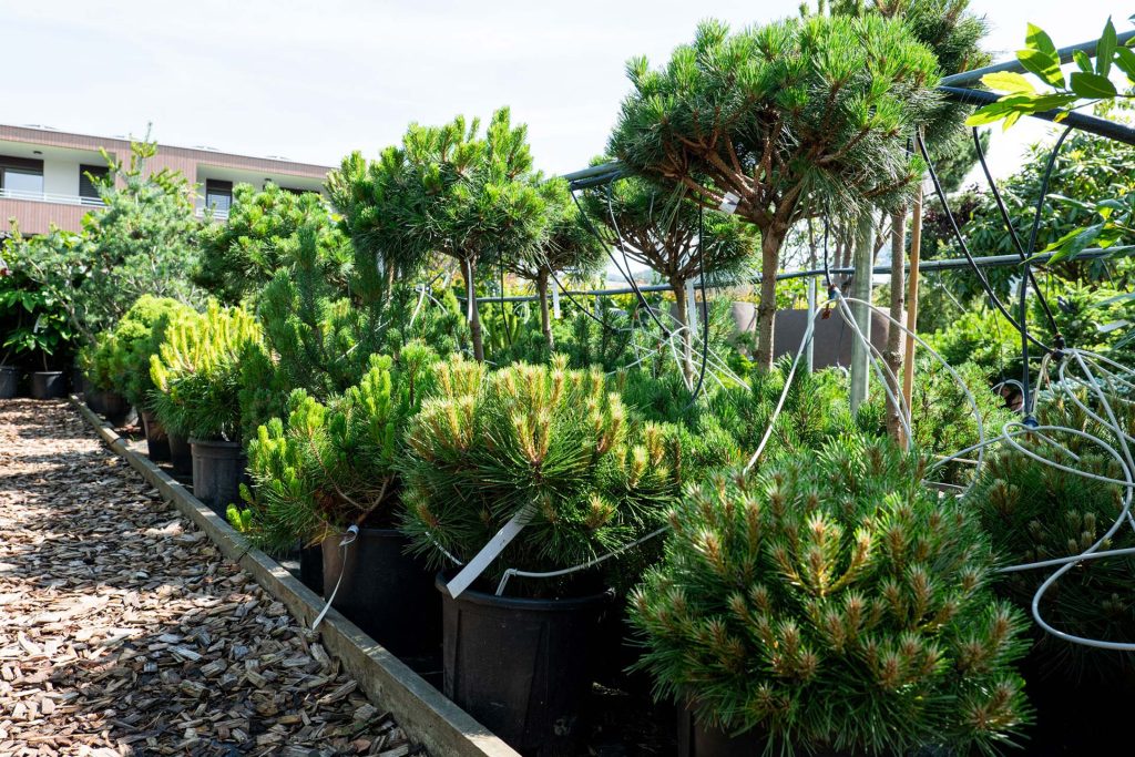 Solitaire und Formgehölze