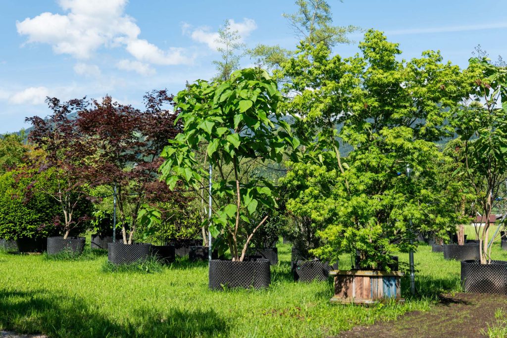 Solitäre und Formgehölze